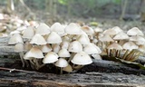 Mycena inclinata image