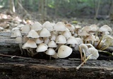 Mycena inclinata image
