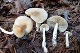 Marasmius nigrodiscus image