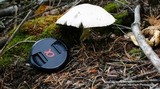 Agaricus silvicola image