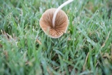 Conocybe apala image