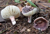 Russula mariae image