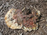 Ganoderma sessile image