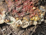 Ganoderma sessile image