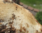 Ganoderma sessile image