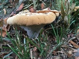 Inonotus dryadeus image