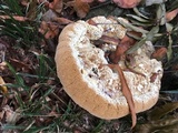 Inonotus dryadeus image