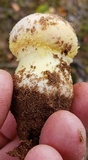 Amanita wellsii image
