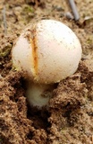 Amanita wellsii image
