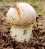 Amanita wellsii image