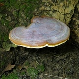 Ganoderma curtisii image