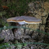Ganoderma curtisii image