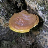 Ganoderma curtisii image