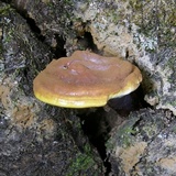 Ganoderma curtisii image