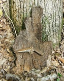 Ganoderma curtisii image