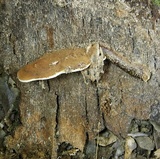 Ganoderma curtisii image