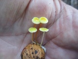 Mycena crocea image