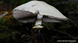 Agaricus silvicola image