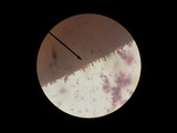 Mycena crocea image