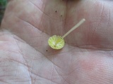 Mycena crocea image