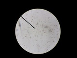 Mycena crocea image