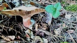 Lactarius horakii image