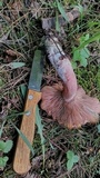 Lactarius horakii image