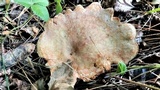 Lactarius horakii image
