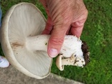 Macrocybe titans image