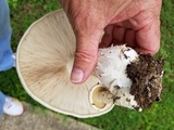 Macrocybe titans image