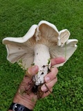 Macrocybe titans image