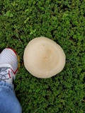 Macrocybe titans image