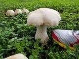 Macrocybe titans image
