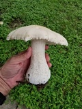 Macrocybe titans image