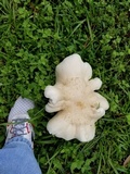 Macrocybe titans image
