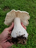Macrocybe titans image