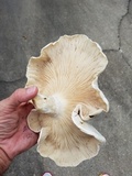 Macrocybe titans image