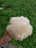 Macrocybe titans image