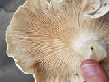 Macrocybe titans image