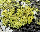 Xanthoria weberi image