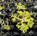 Xanthoria weberi image