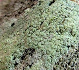 Lecanora strobilina image