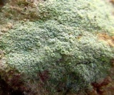 Lecanora strobilina image