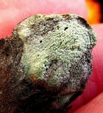 Lecanora strobilina image
