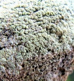 Lecanora strobilina image