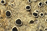 Lecanora meridionalis image