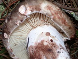 Russula dissimulans image