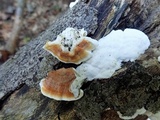 Gloeoporus dichrous image
