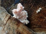 Hericium americanum image