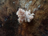 Hericium americanum image